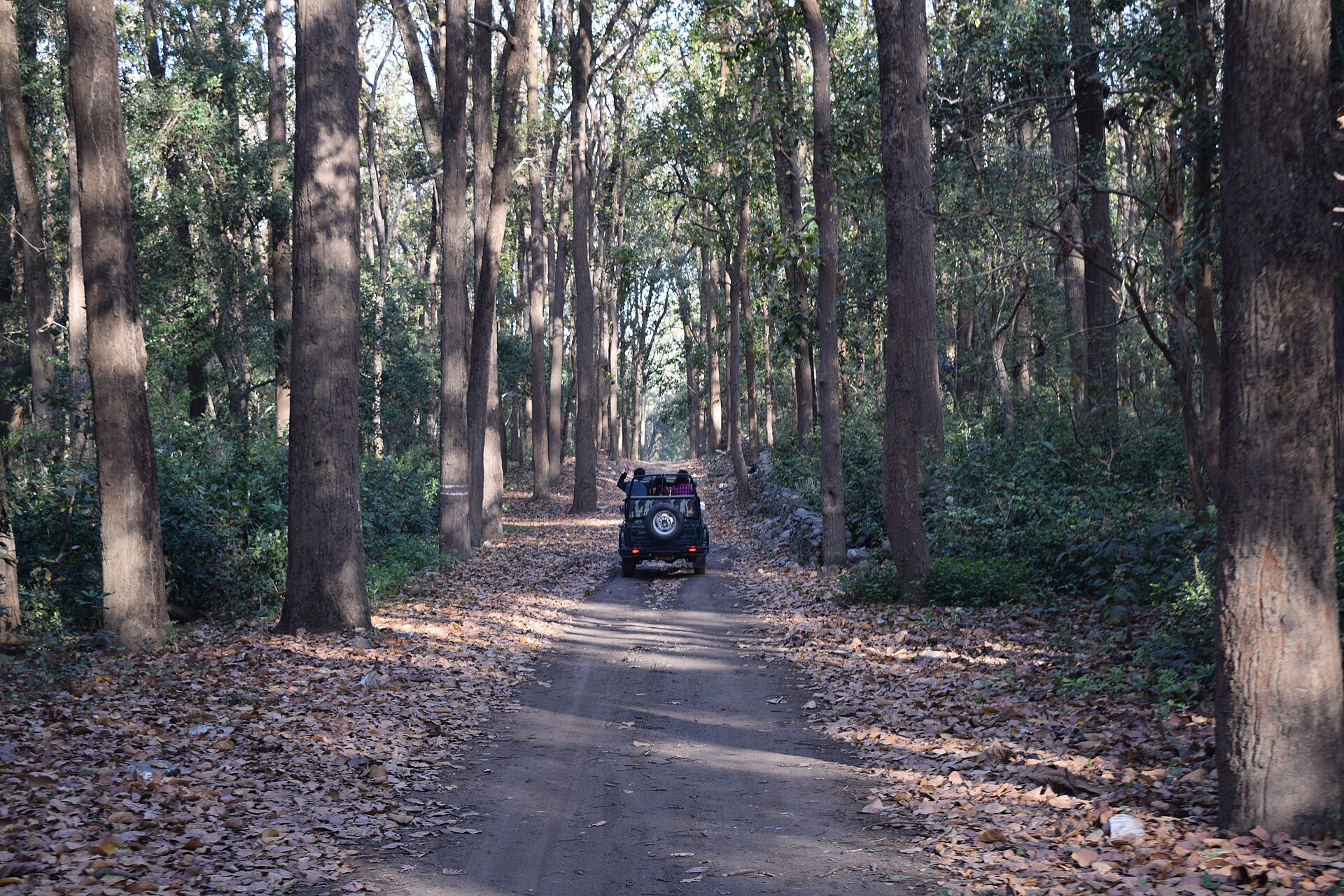 Bijrani & Jhirna Core Tiger Trail