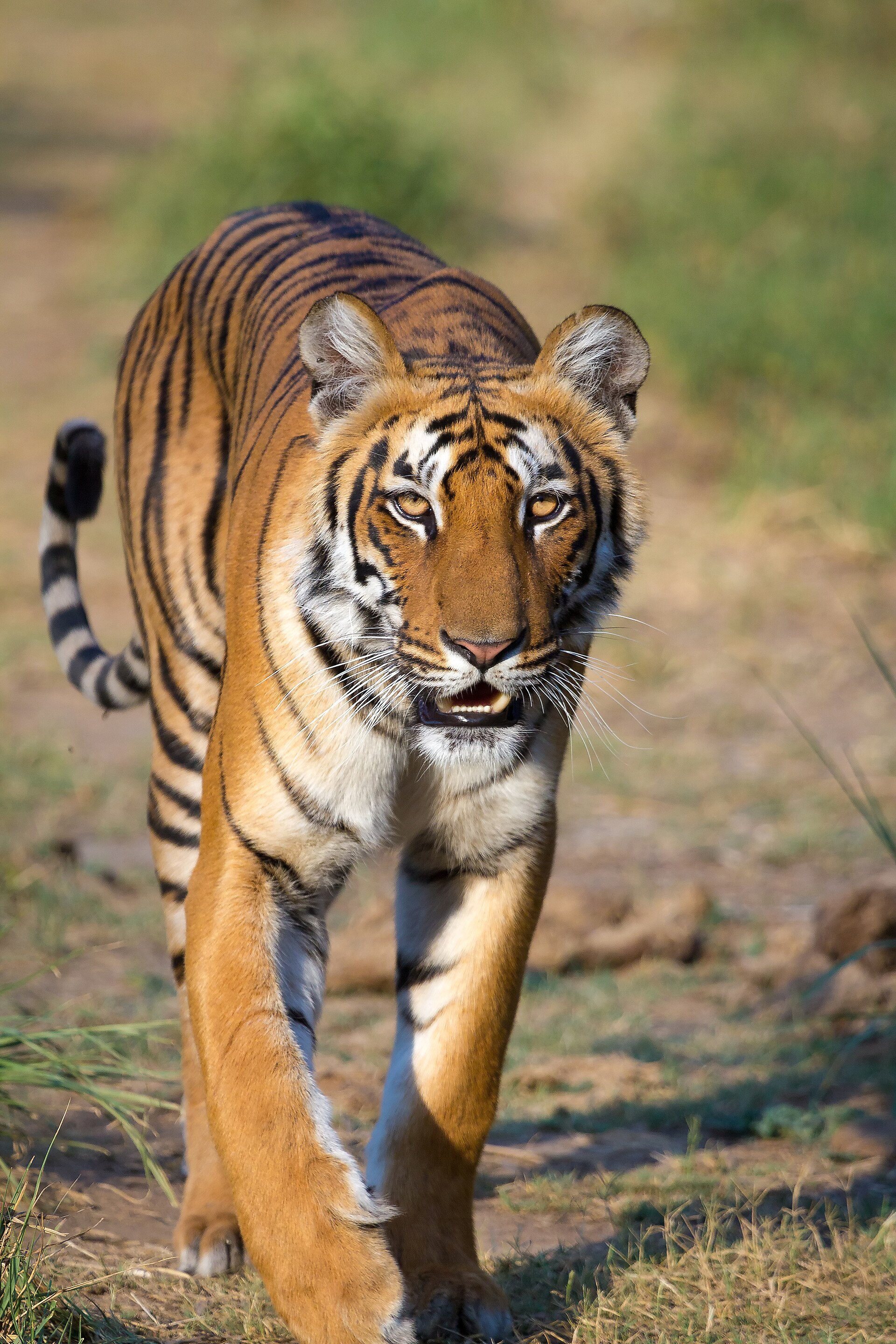Another view of Jim Corbett