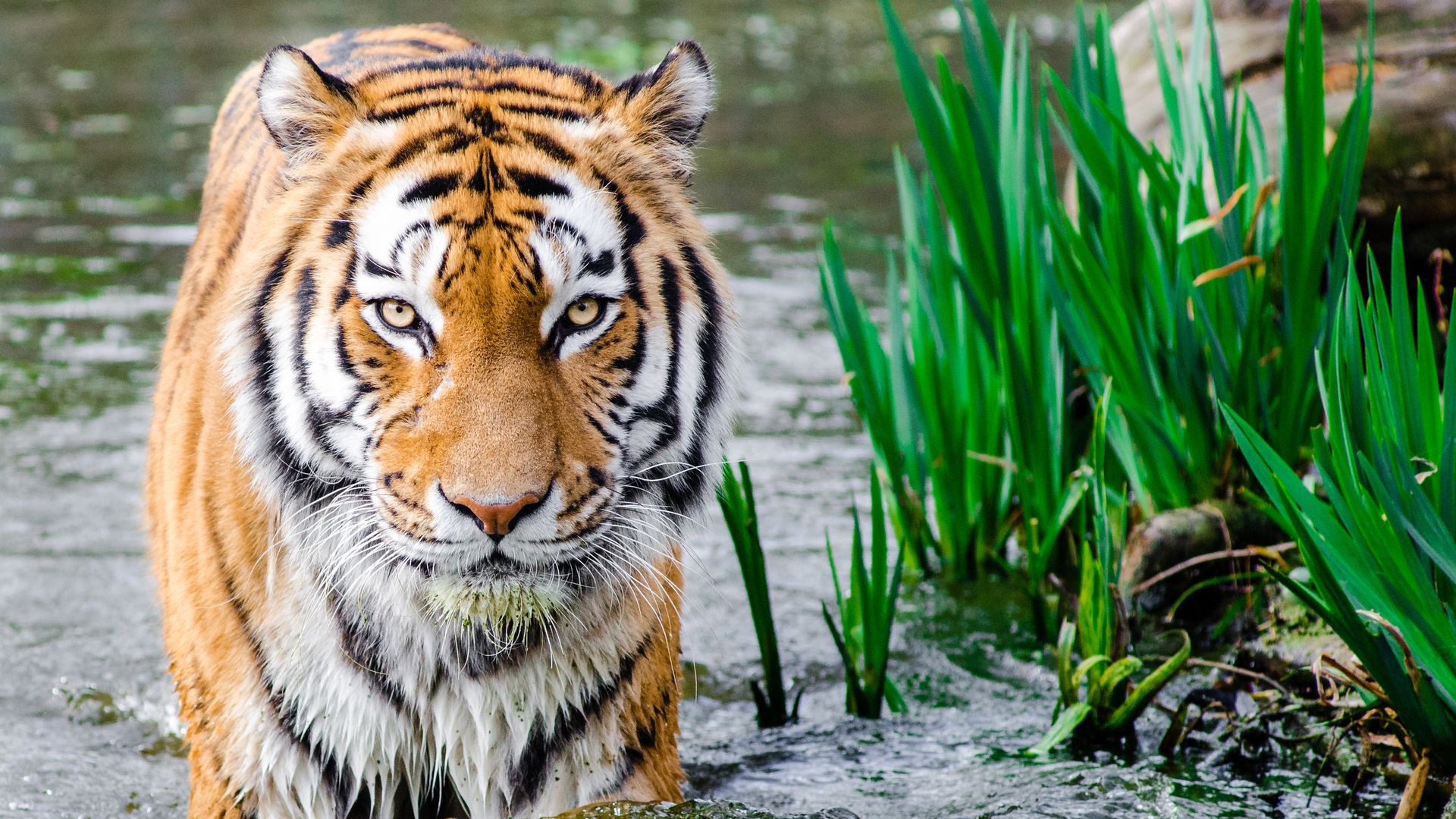 Kanha Meadow & Sal Forest Expedition