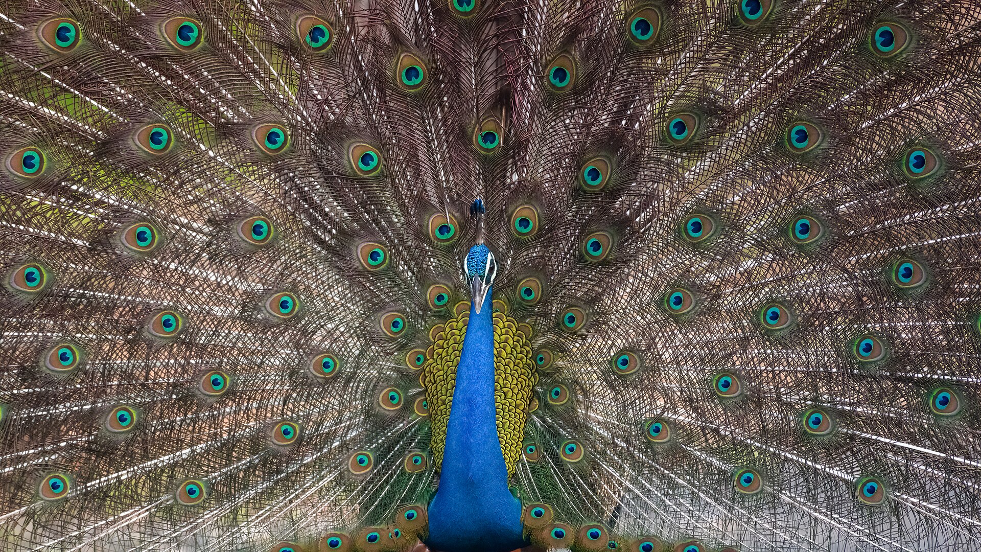 Landscape — Pench National Park