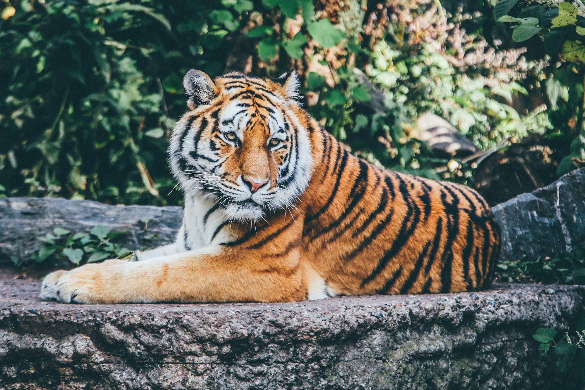 Ranthambore Royal Tiger Trail - Zone 1 to 5