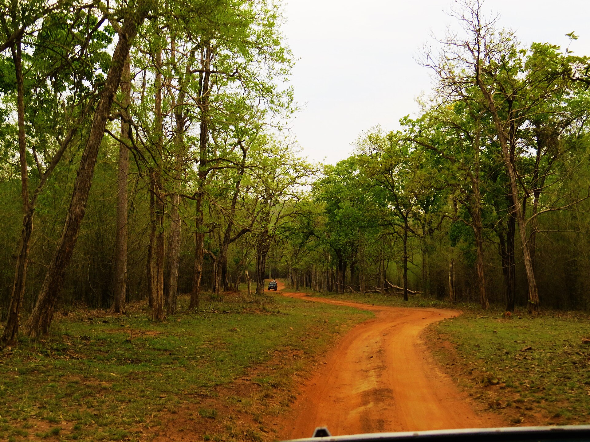 Jeep Safari — Tadoba National Park