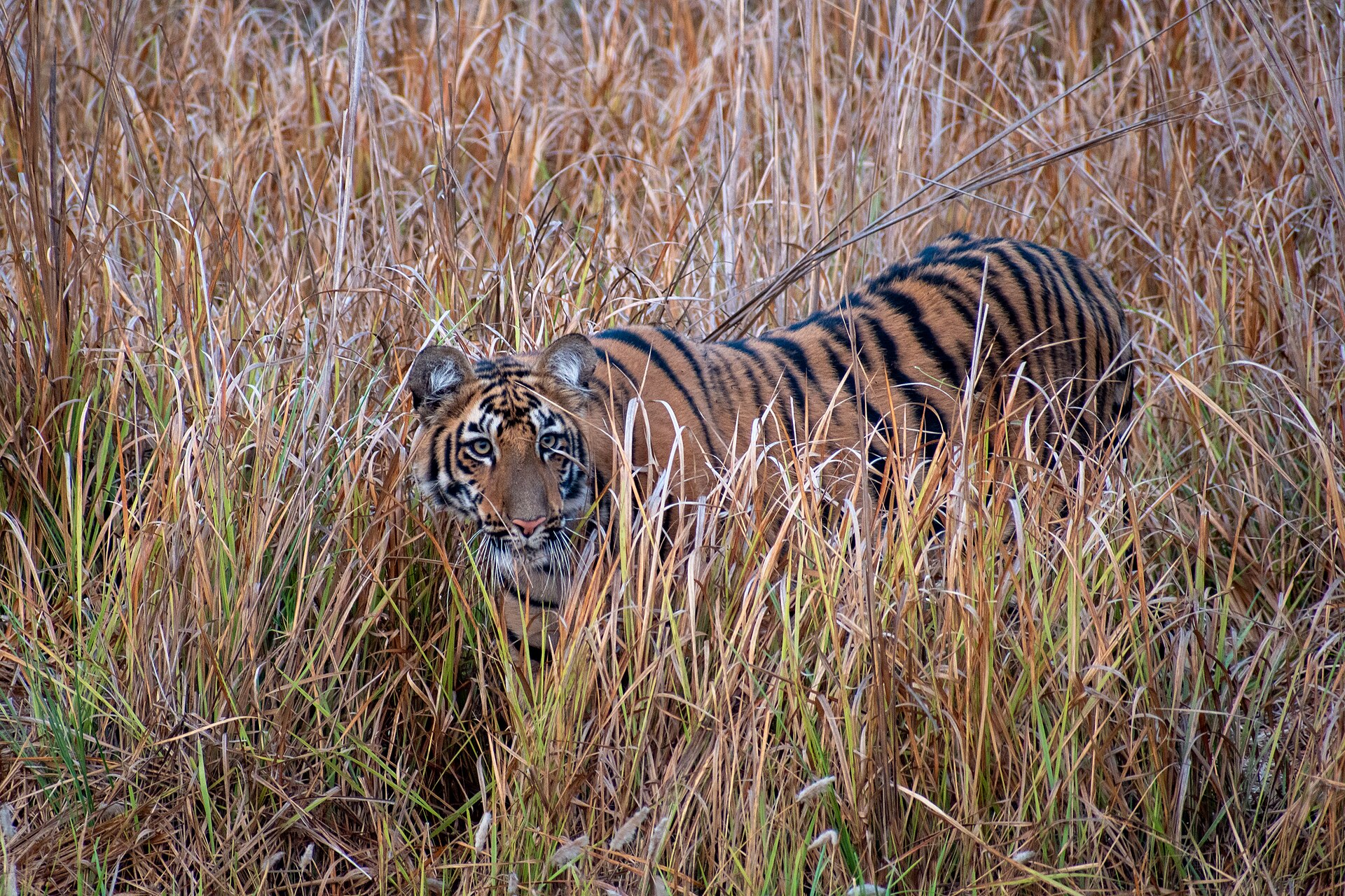 Another view of Tadoba