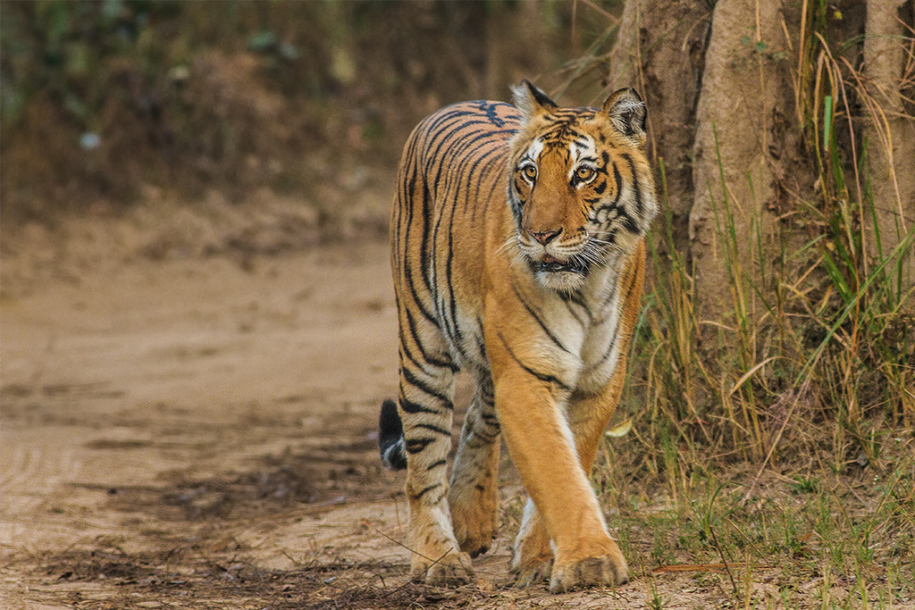 Jim Corbett National Park landscape