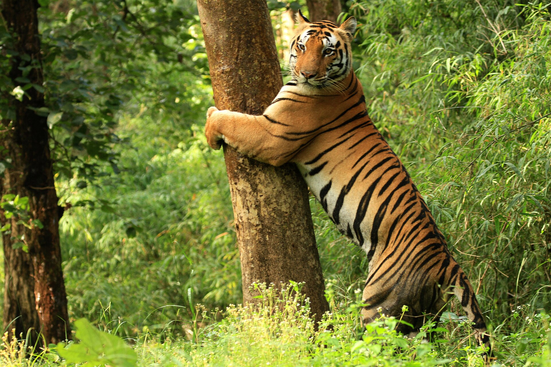 Kanha National Park landscape