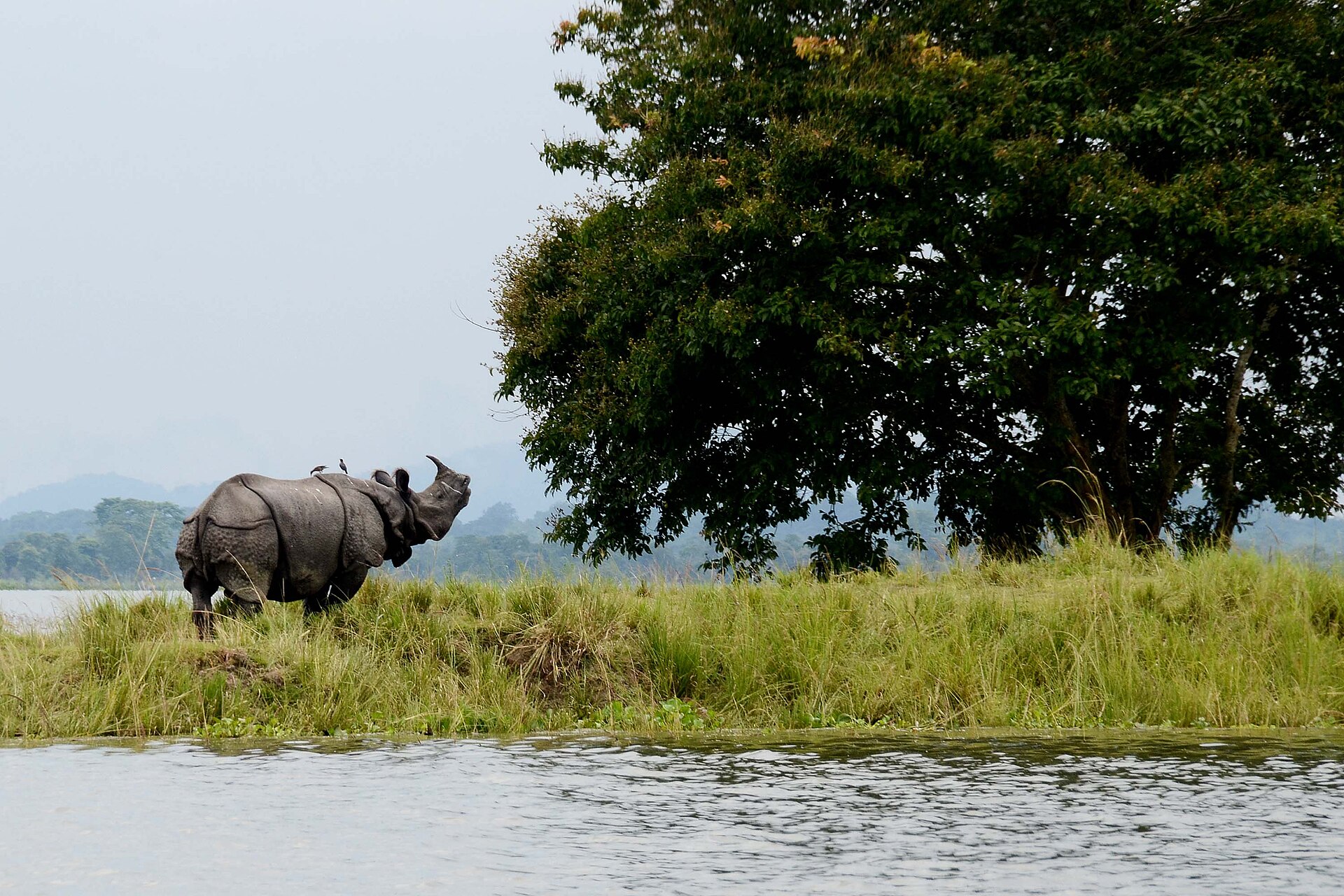Kaziranga National Park landscape