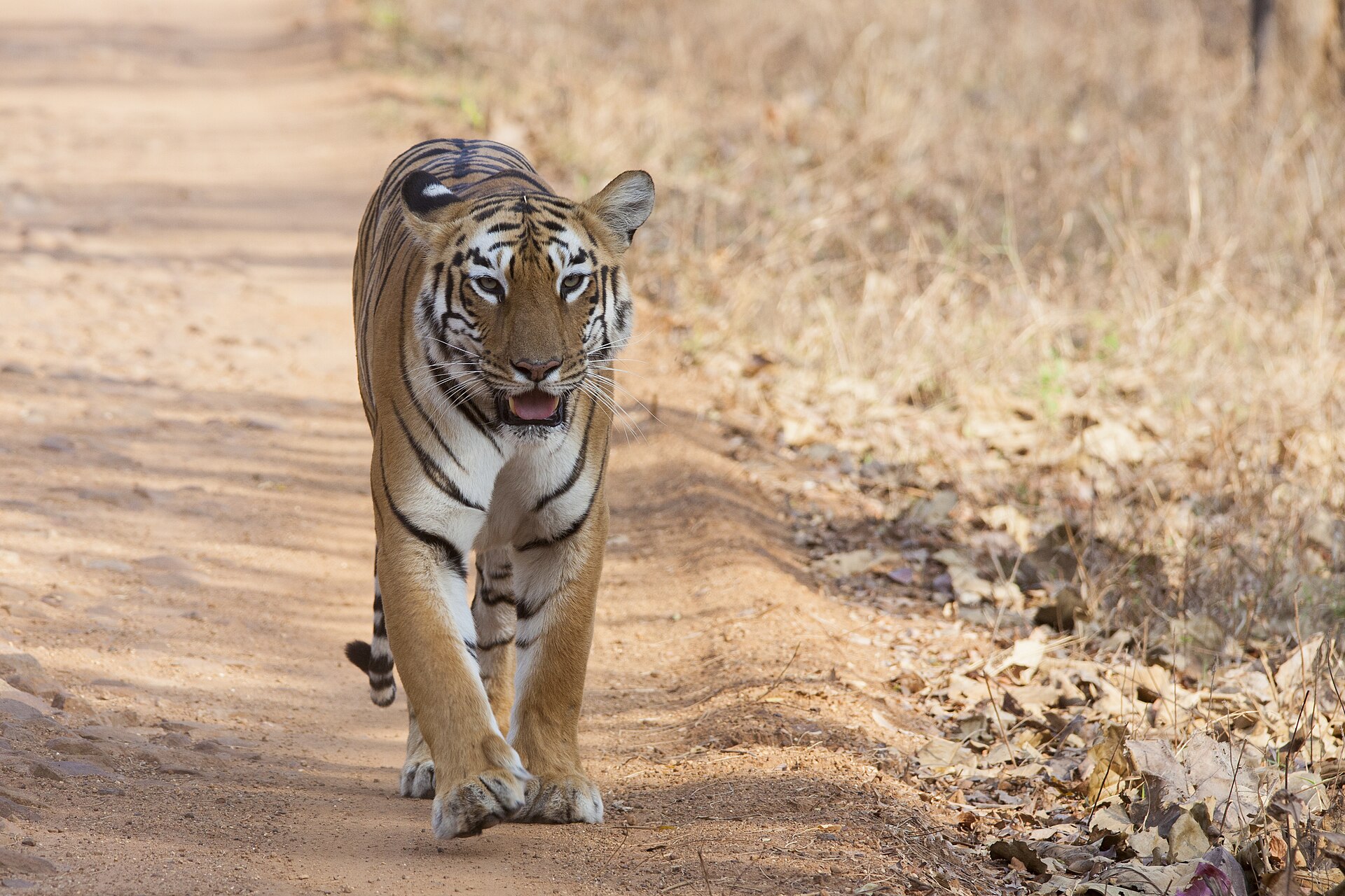 Tadoba National Park landscape