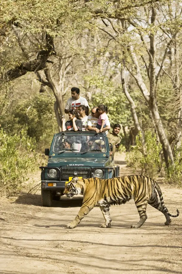 Royal Bengal Tiger walking in front of safari gypsy in India