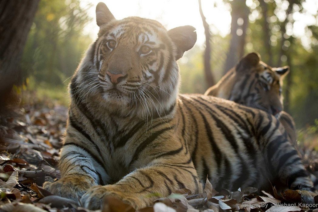 Bandhavgarh Tiger Reserve
