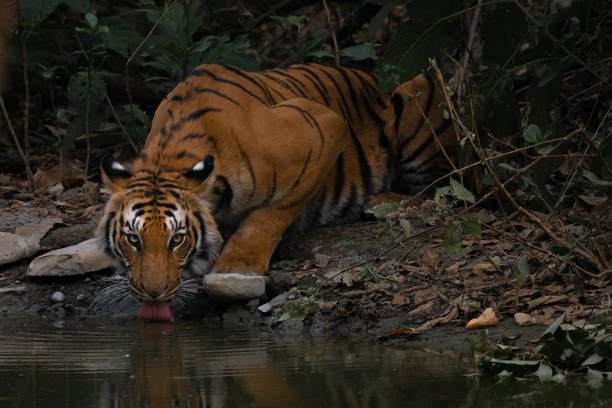 JIM CORBETT NATIONAL PARK