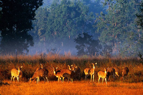 Kanha National Park